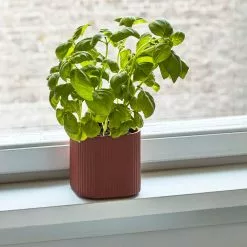 Hay Facade -Hallway Salg hay krukke facade herb pot medium 5861294 scaled