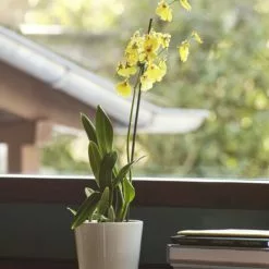 Hay Botanical Family -Hallway Salg hay urtepotte botanical family light grey m 1846224.png scaled