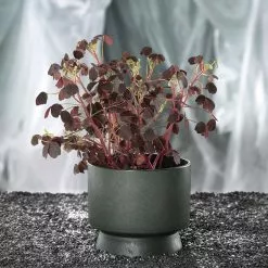 Rosendahl Flower Pot -Hallway Salg rosendahl urtepotte rosendahl urtepotteskjuler oe12 sand 3076252